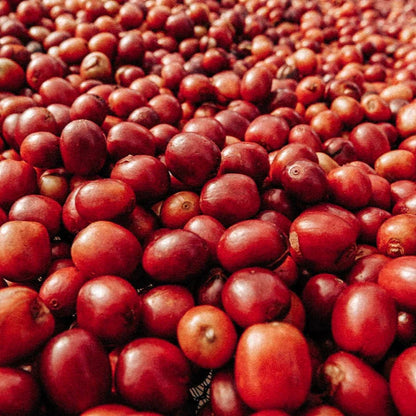 Colombia - El Buho Decaf [Medium Roast]